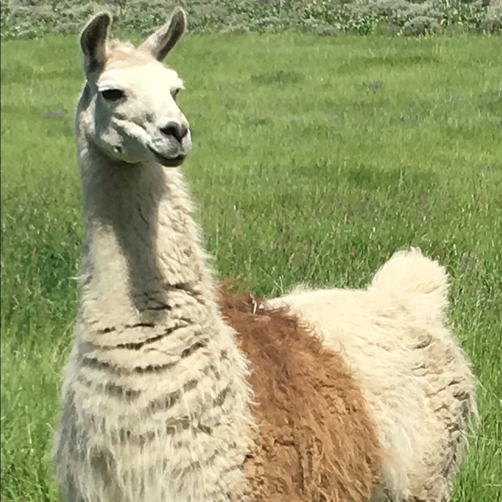 Meet your Posher, Irina